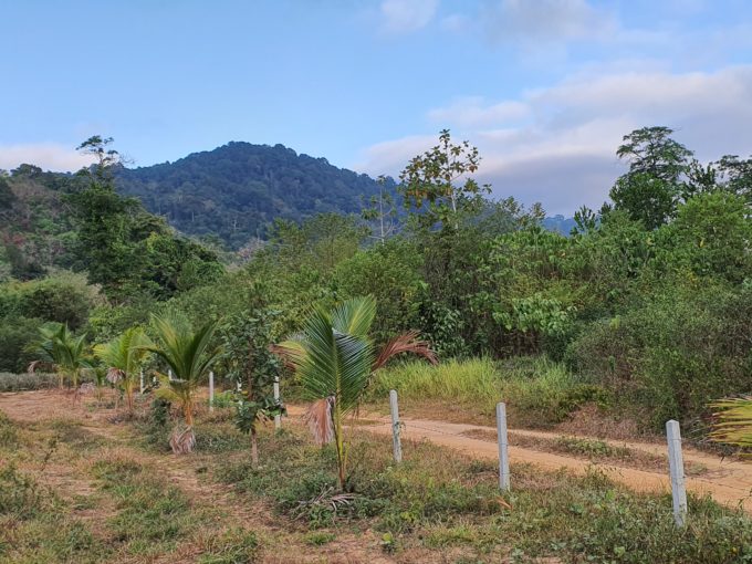 Bang Pae land for sale mountain view Thalang Phuket 14 Rai