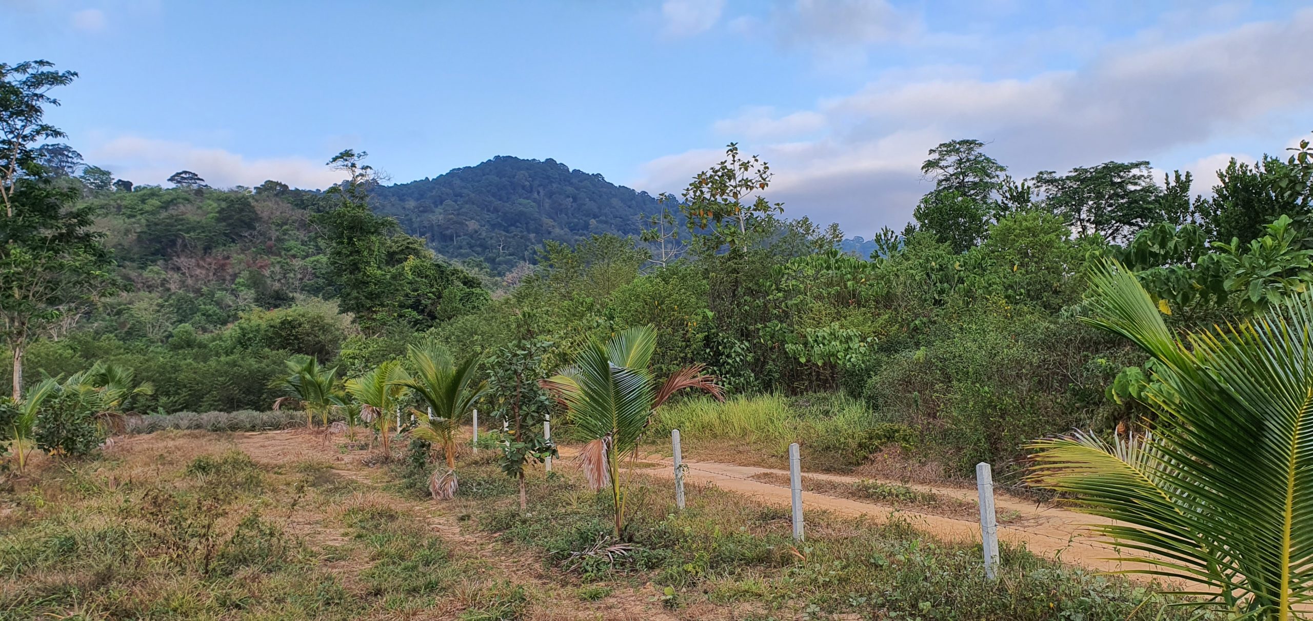 Bang Pae land for sale mountain view Thalang Phuket 14 Rai