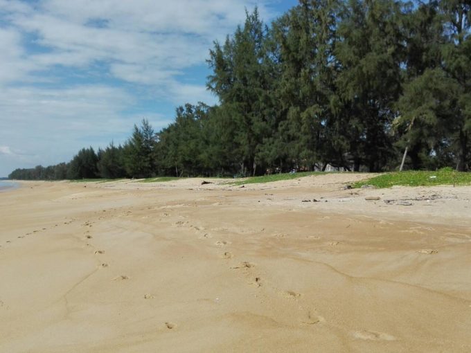 Land in Phuket for sale Mai Khao beach front 6 Rai